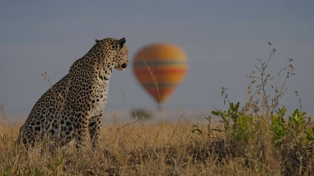 image of a hot air balloon in kenya during a safari
